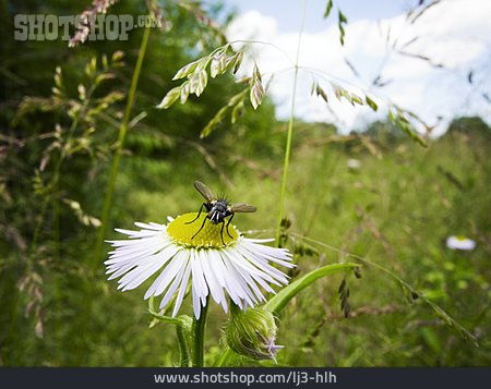 
                Natur, Gänseblümchen, Fliege                   