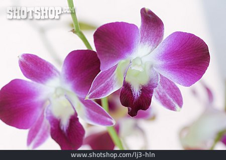 
                Blume, Orchideen                   