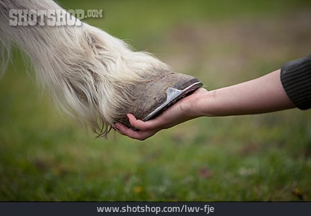 
                Horse, Animal Love, Animal Friendship                   