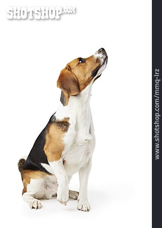 
                Rassehund, Beagle                   
