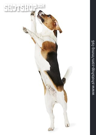 
                Springen, Verspielt, Beagle                   
