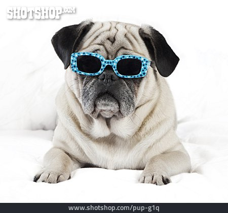 
                Sonnenbrille, Cool, Mops                   
