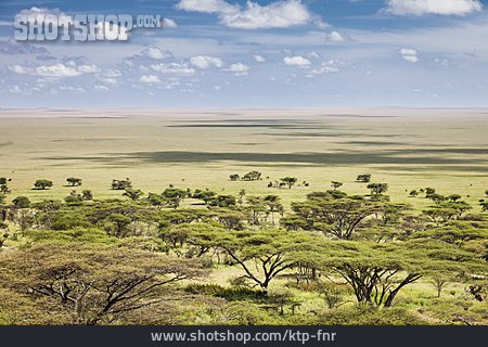 
                Afrika, Buschland, Savanne, Tansania                   