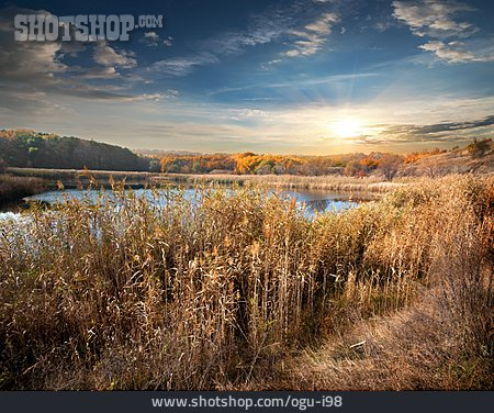 
                See, Herbst, Schilf, Ufer                   
