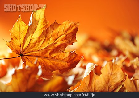 
                Ahornblatt, Herbstblatt, Laubblatt                   