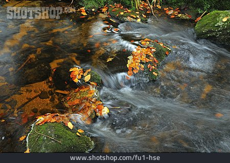 
                Wildbach, Strömung, Herbstblätter                   