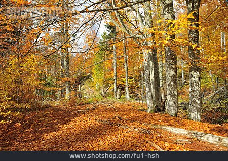 
                Herbstlaub, Mischwald, Laubfärbung                   