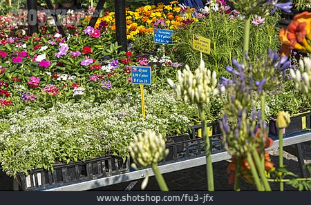 
                Blumen, Marktstand, Verkauf, Blumenstand                   