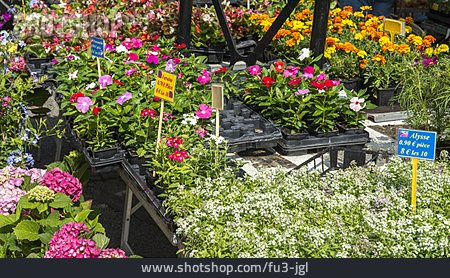 
                Blumen, Marktstand, Verkauf                   
