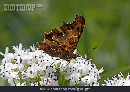 
                Schmetterling, C-falter                   