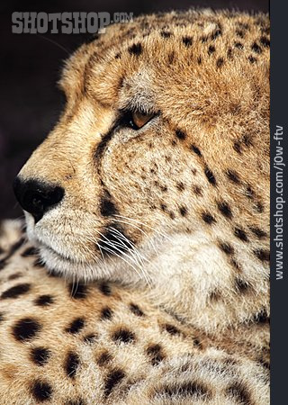 
                Cheetah                   