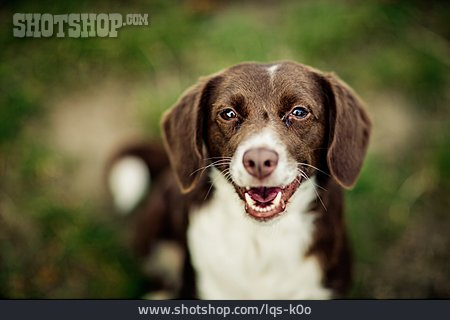 
                Tierportrait, Hund, Mischlingshund                   