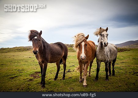 
                Pferd, Islandpferd                   