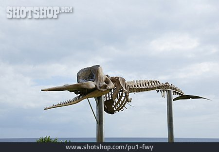 
                Skelett, Pottwal                   