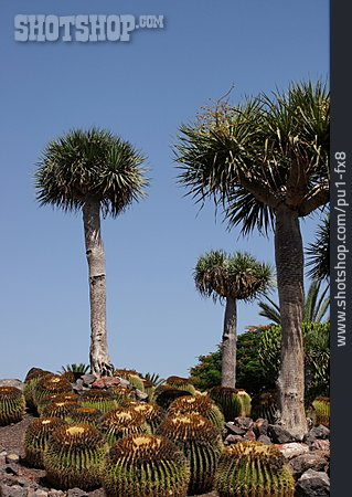 
                Kaktus, Drachenbaum, Goldkugelkaktus                   