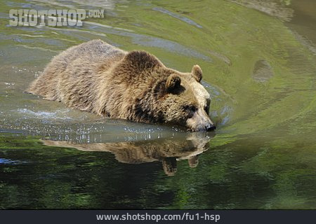 
                Schwimmen, Bär, Braunbär                   