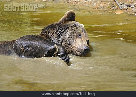 
                Schwimmen, Bär, Braunbär                   