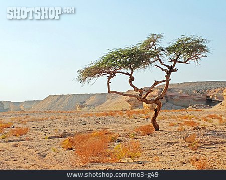 
                Wüste, Arabische Wüste                   