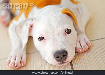 
                Hund, American Staffordshire Terrier, Amstaff                   