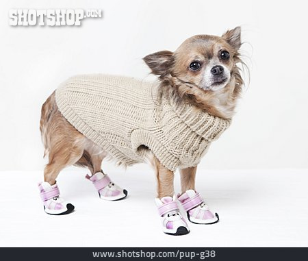 
                Chihuahua, Hundebekleidung                   