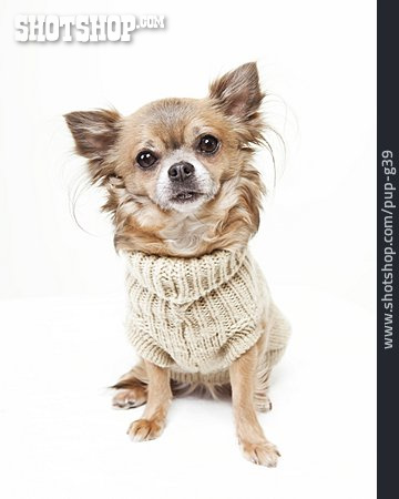 
                Chihuahua, Hundebekleidung                   