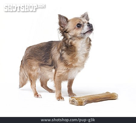 
                Chihuahua                   