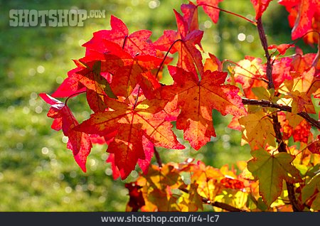
                Herbst, Herbstblatt, Amberbaum                   