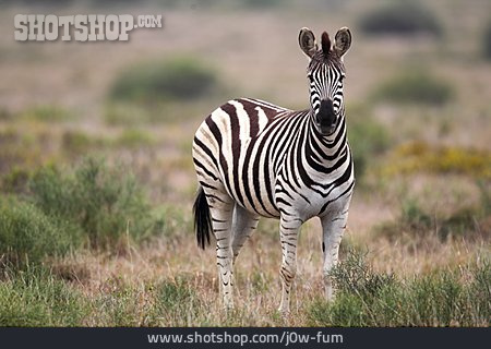 
                Tierjunges, Zebra, Steppenzebra                   