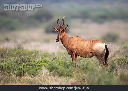
                Antilope, Kuhantilope                   