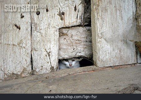 
                Katze, Verstecken, Hauskatze                   