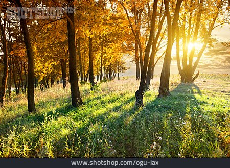 
                Sonnenuntergang, Wald, Herbstlaub                   