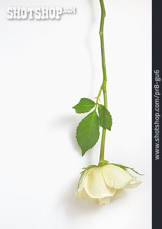 
                Rose, Weiße Rose                   