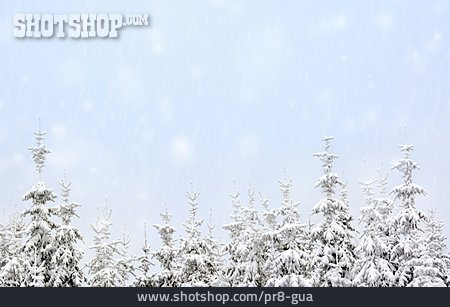 
                Tannen, Schnee, Verschneit                   
