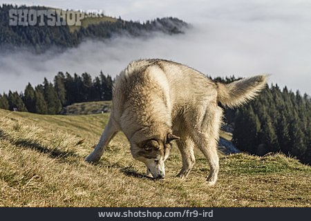 
                Hund, Schlittenhund, Alaskan Malamute                   