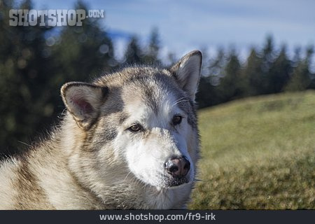 
                Hund, Alaskan Malamute                   