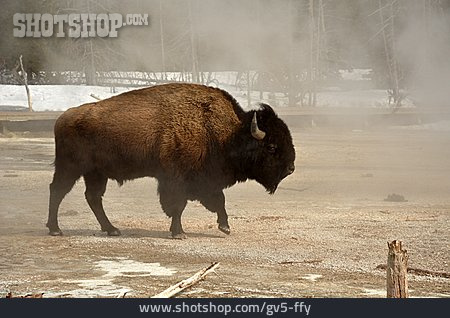 
                Bison, Yellowstone-nationalpark                   