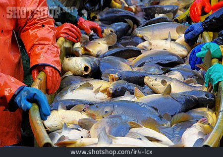 
                Fisch, Karpfen, Fischverkauf                   
