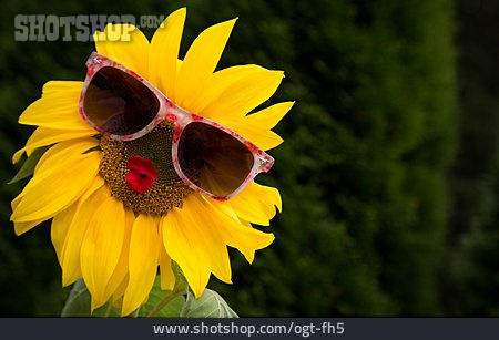 
                Sommer, Sonnenblume, Sonnenbrille                   