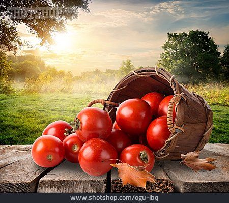
                Tomaten, Herbstlich, Tomatenernte                   