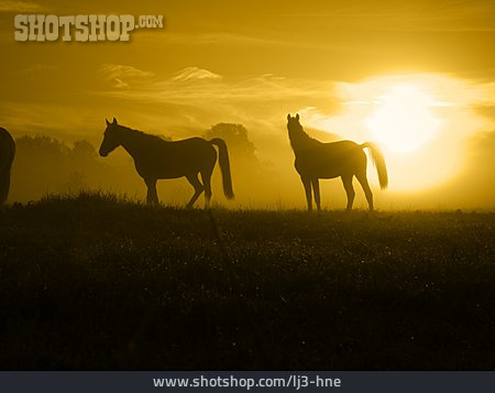 
                Silhouette, Pferd, Pferdekoppel                   