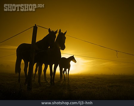 
                Tierfamilie, Silhouette, Pferd                   
