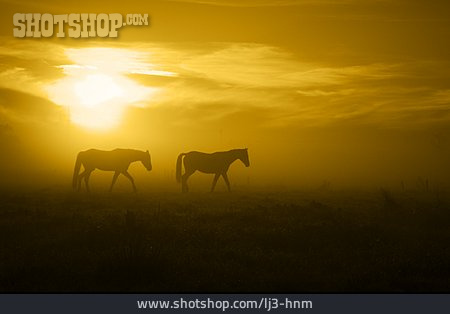 
                Silhouette, Horse, Paddock                   