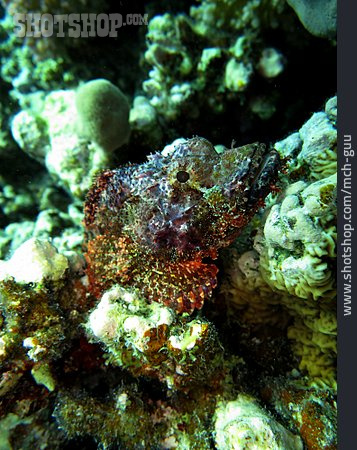 
                Korallenriff, Bärtiger Drachenkopf                   