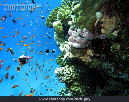 
                Korallenriff, Blasser Röhrenschwamm                   
