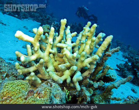 
                Unterwasser, Korallenriff, Steinkoralle                   