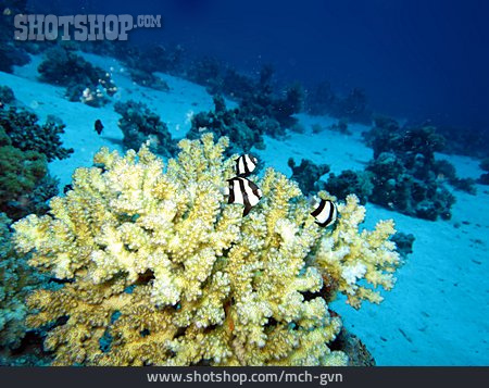 
                Korallenriff, Steinkoralle, Dreibinden-preußenfisch                   