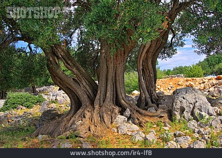 
                Olive Tree                   