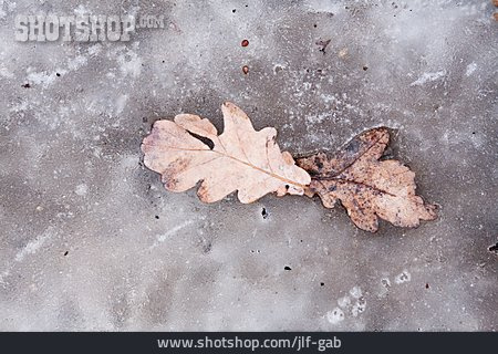 
                Eichenblatt, Eingefroren                   