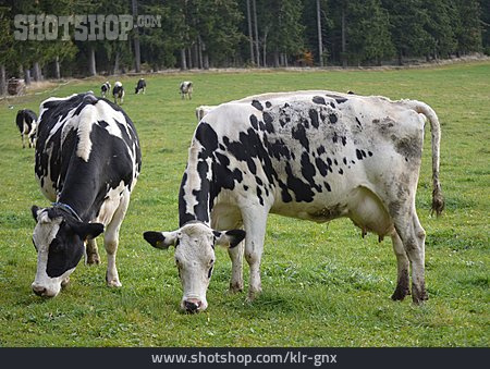 
                Kuh, Rind, Fleckvieh, Holsteinkuh                   