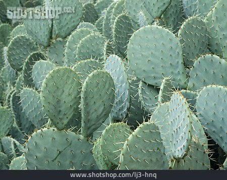 
                Kaktus, Opuntie                   